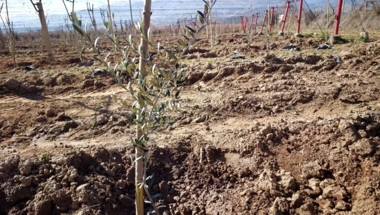 Manisa’nın Alaşehir ilçesinde zeytin üretimi artıyor