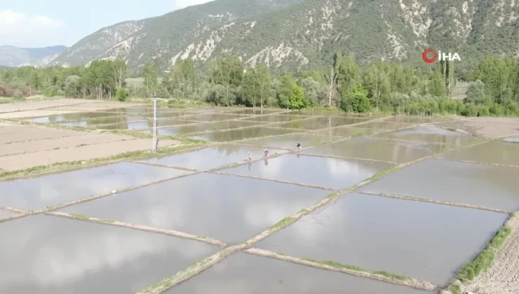 Ilgaz Dağı’nın kar suyuyla beslenen tarlalarda çeltik ekimi başladı