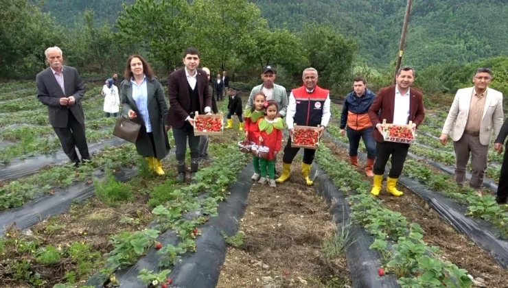 Samsun’un Alaçam ilçesinde çilek üretimi artıyor