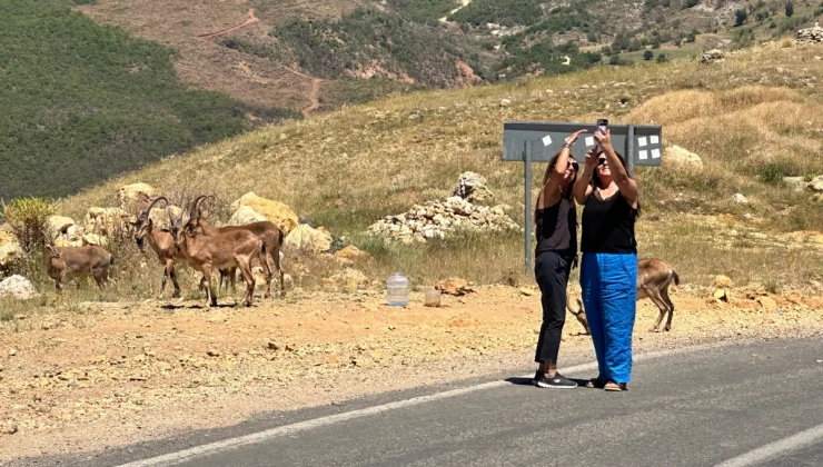 Tunceli’de Yaban Hayvanları İle İlgili Uyarı