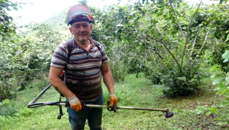 Giresun’da Fındık Üreticileri Hasat Öncesi Bahçe Temizliği İle Uğraşıyor